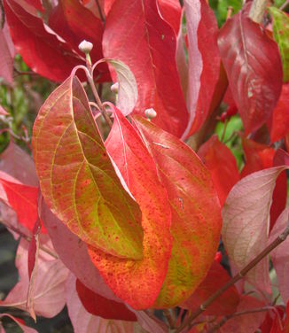 Cornus florida Appalachian Joy (fall color)