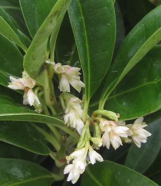 Sarcococca hook. hum. Fragrant Mountain