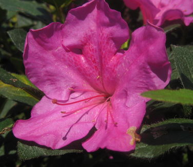 Rhododendron Encore? Autumn Royalty