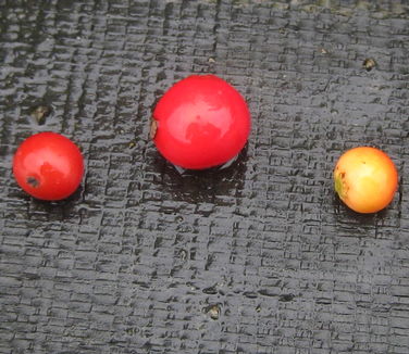 Ilex verticillata 'Red Sprite' (berry in middle)