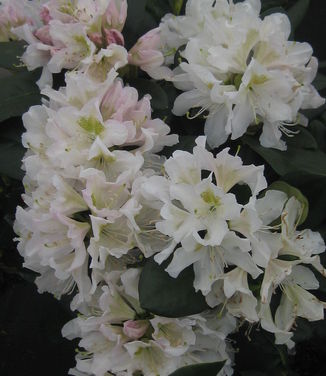 Rhododendron cat. Cunningham's White