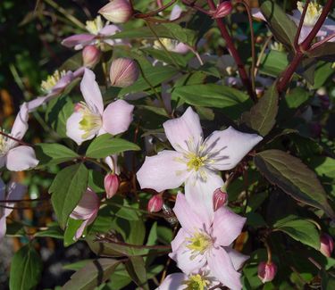 Clematis montana var. rubens - Pink Anemone Clematis 