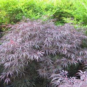 Acer palmatum dissectum 'Tamukeyama' 