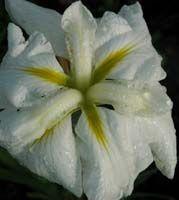 Iris ensata 'White Ladies'