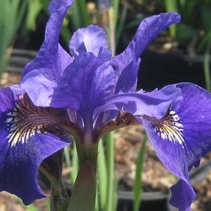 Iris sibirica 'Ruffled Velvet'