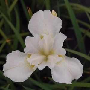 Iris sibirica 'White Swirl'