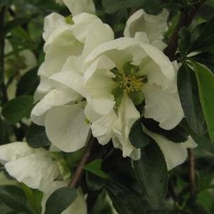 Chaenomeles speciosa 'Jet Trail'