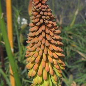 Kniphofia uvaria 'Early Hybrids'