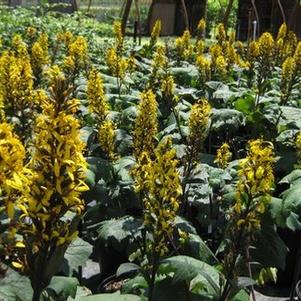 Ligularia stenocephala 'Little Rocket'