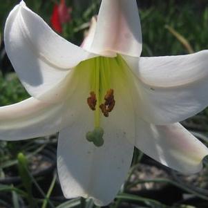 Lilium formosanum