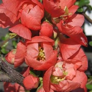 Chaenomeles speciosa 'Texas Scarlet'