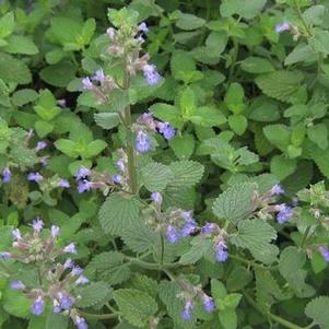 Nepeta x faassenii 'Blue Wonder'
