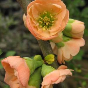 Chaenomeles x superba 'Cameo'