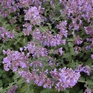 Nepeta x faassenii 'Dropmore'