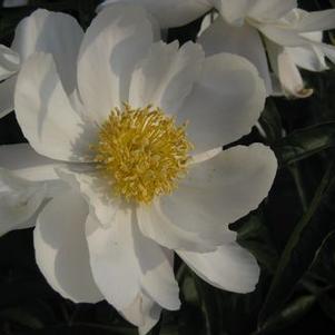 Paeonia  'Alba flora'
