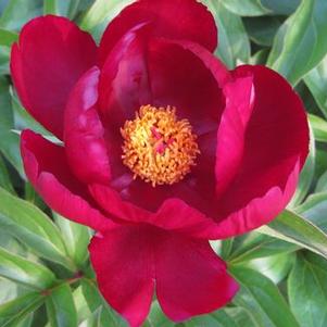 Paeonia  'Camden'