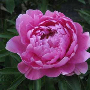 Paeonia  'Kevin'