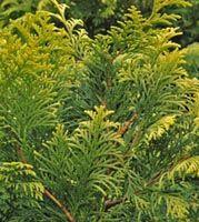 Chamaecyparis obtusa 'Crippsi'