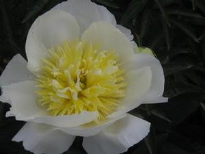 Paeonia  'Violet Dawson'