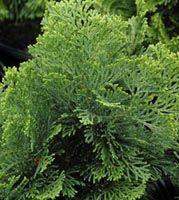 Chamaecyparis obtusa 'Nana Gracilis'