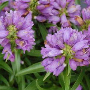 Penstemon virgatus 'Blue Buckle'
