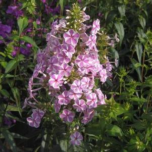 Phlox maculata 'Natascha'