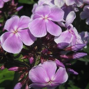 Phlox paniculata 'Franz Schubert'