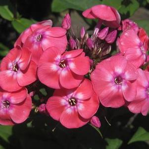 Phlox paniculata 'Junior Dance'