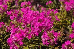 Phlox paniculata 'Junior Dream'
