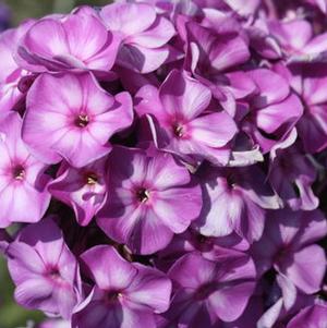 Phlox paniculata 'Pixie Miracle Grace'