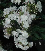 Phlox paniculata 'ShortyWhite'