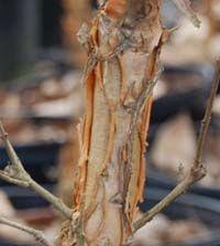 Chionanthus retusus 'Arnold's Pride'