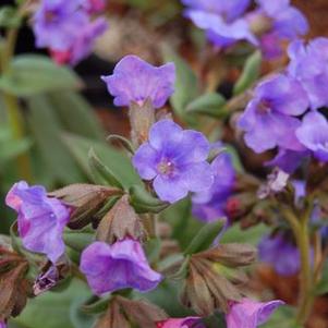 Pulmonaria x 'Blue Ensign'