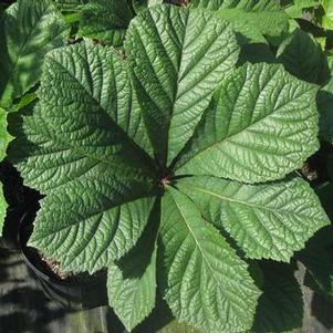 Rodgersia aesculifolia
