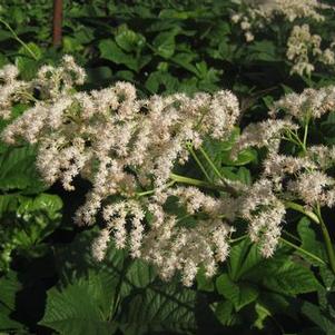Rodgersia pinnata 'Elegans'