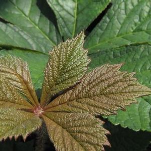 Rodgersia pinnata 'Hercules'