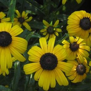 Rudbeckia speciosa 'Viette's Little Suzy'