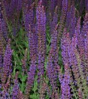 Salvia nemorosa 'East Friesland' ('Ostfriesland')