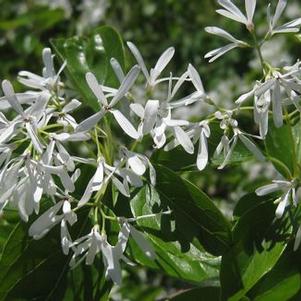 Chionanthus retusus 'China Snow'