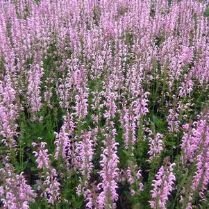 Salvia pratensis 'Eveline'