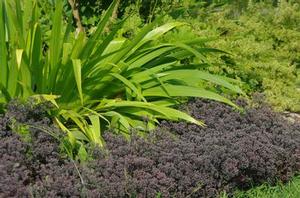 Sedum x 'Bertram Anderson'