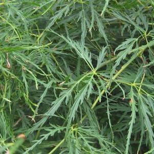 Acer palmatum dissectum 'Viridis' 