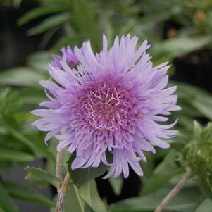 Stokesia laevis 'Blue Danube'
