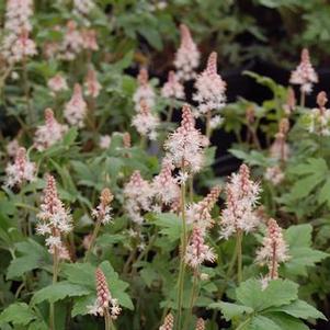 Tiarella x 'Iron Butterfly'
