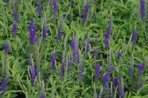 Veronica spicata 'Goodness Grows' 