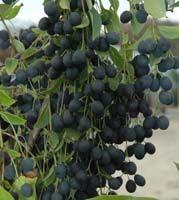 Chionanthus virginicus var. henryi