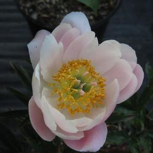 Paeonia  'Abalone Pearl'
