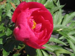 Paeonia  'Coral Fay'
