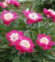 Paeonia  'Karen Gray'