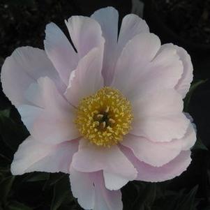 Paeonia  'Soft Salmon Joy'